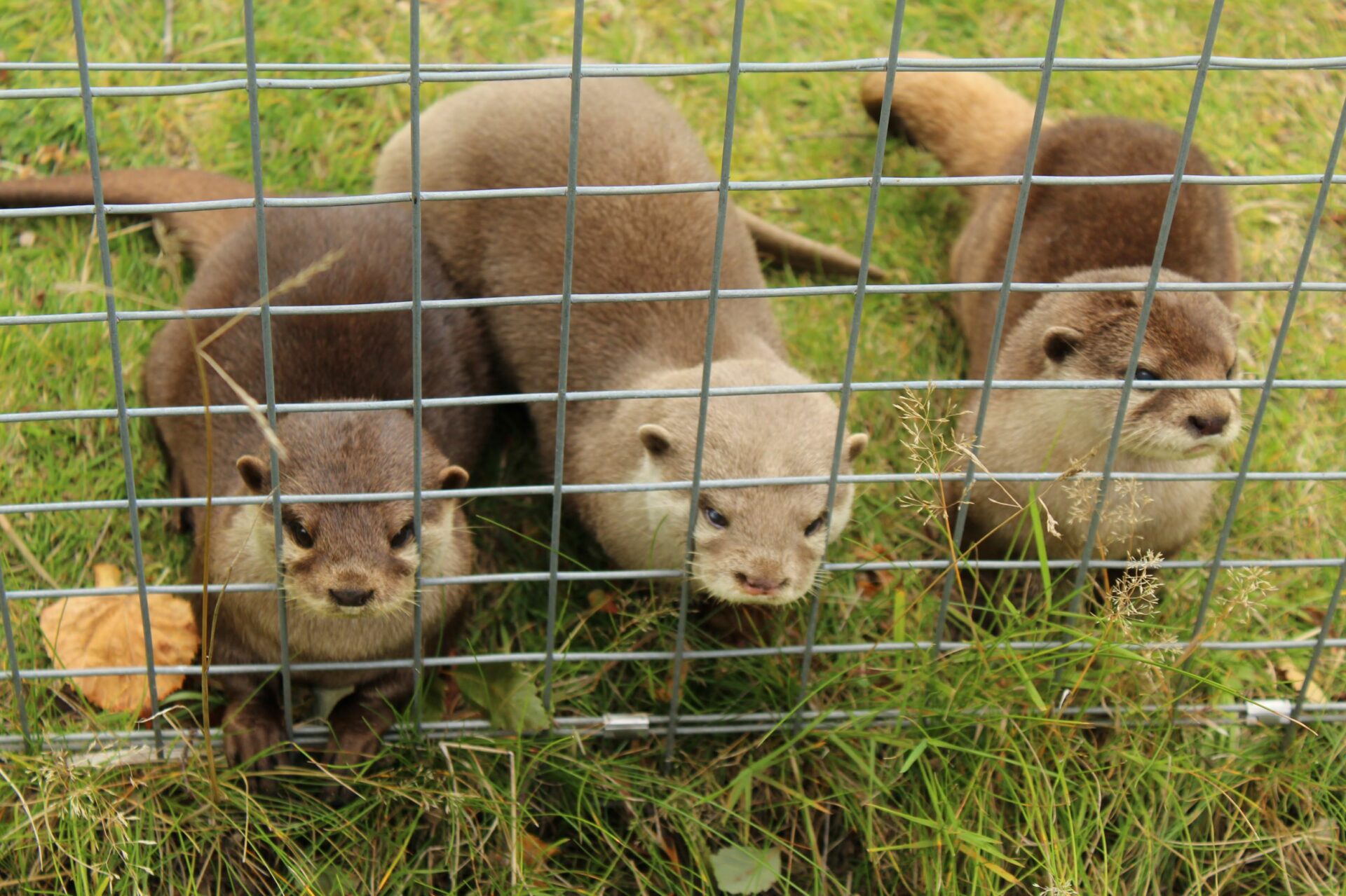 Three otters behind a fence