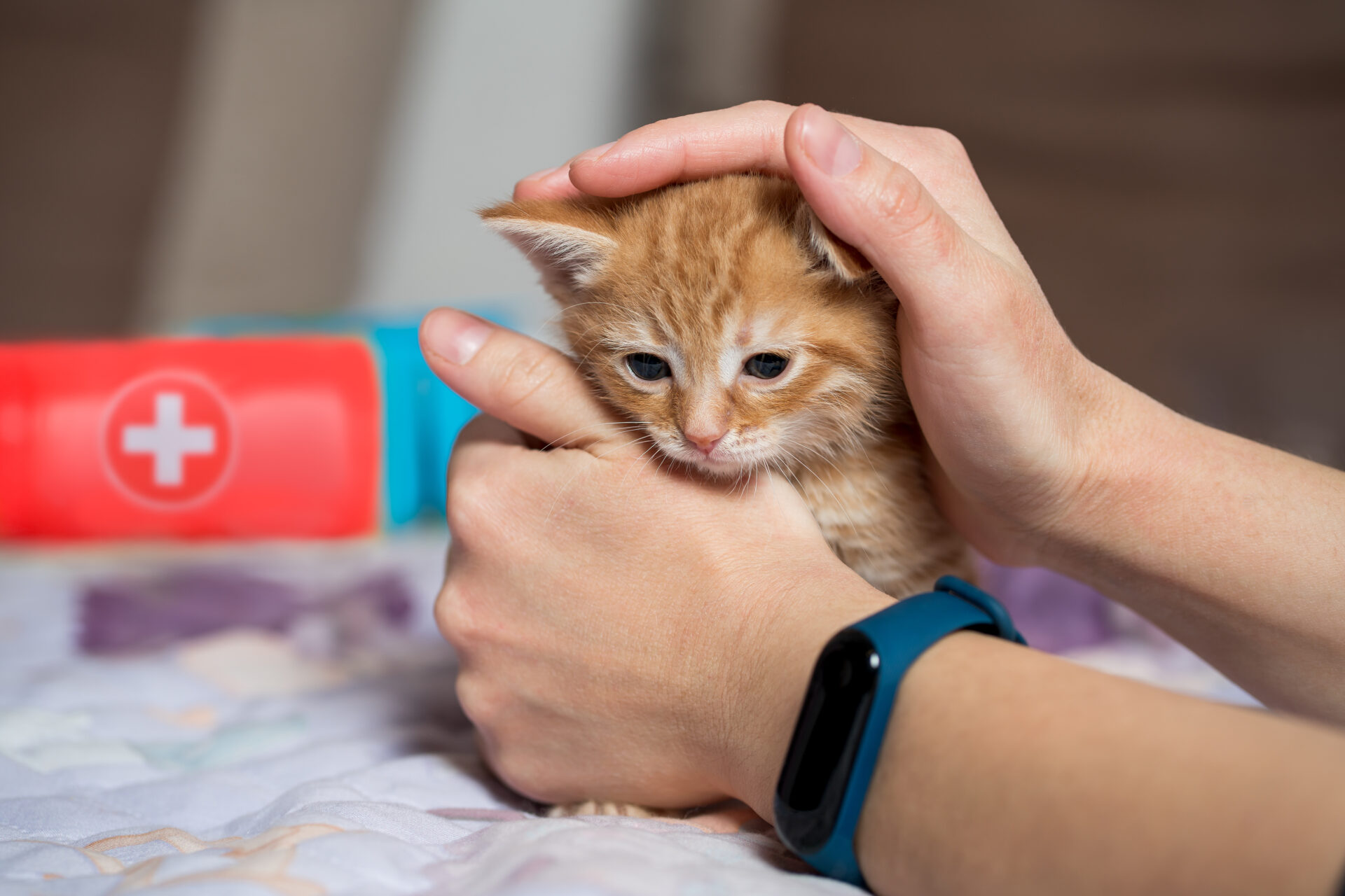 A person's arms, with a kitten being cuddled inside their hands.